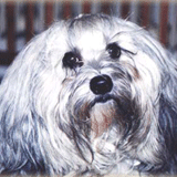 vicky_portret.gif(26 kb)